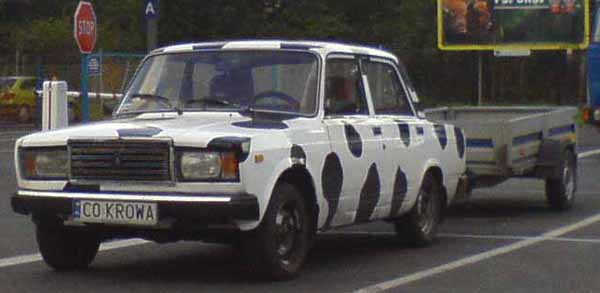 c0_krowa.jpg
