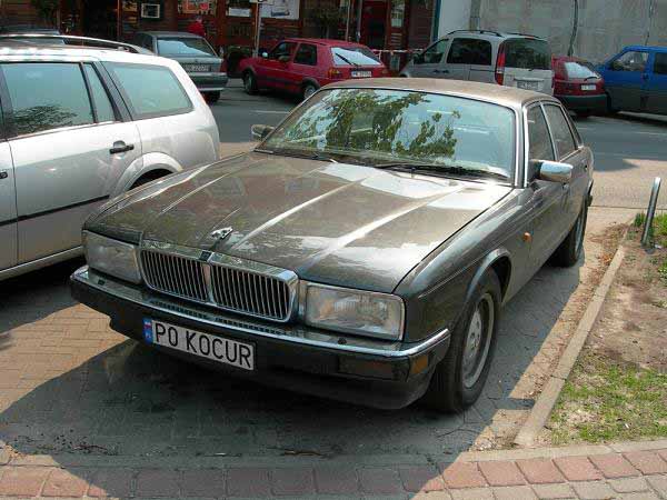 p0_kocur.jpg