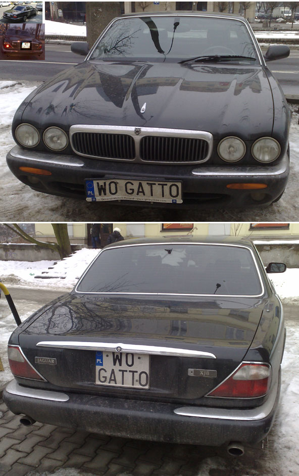 w0_gatto.jpg