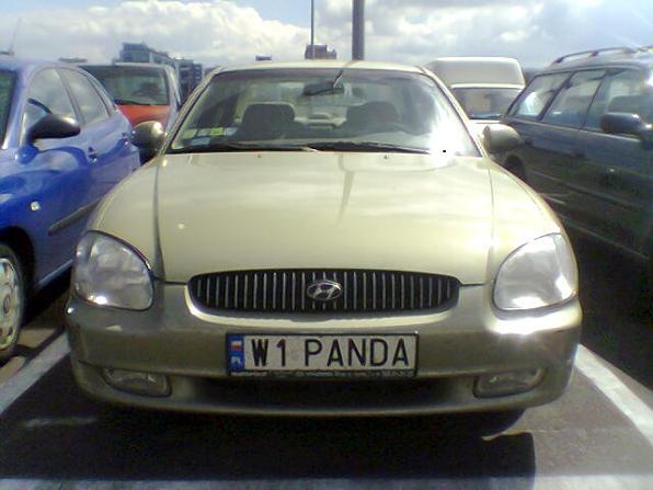 w1_panda.jpg